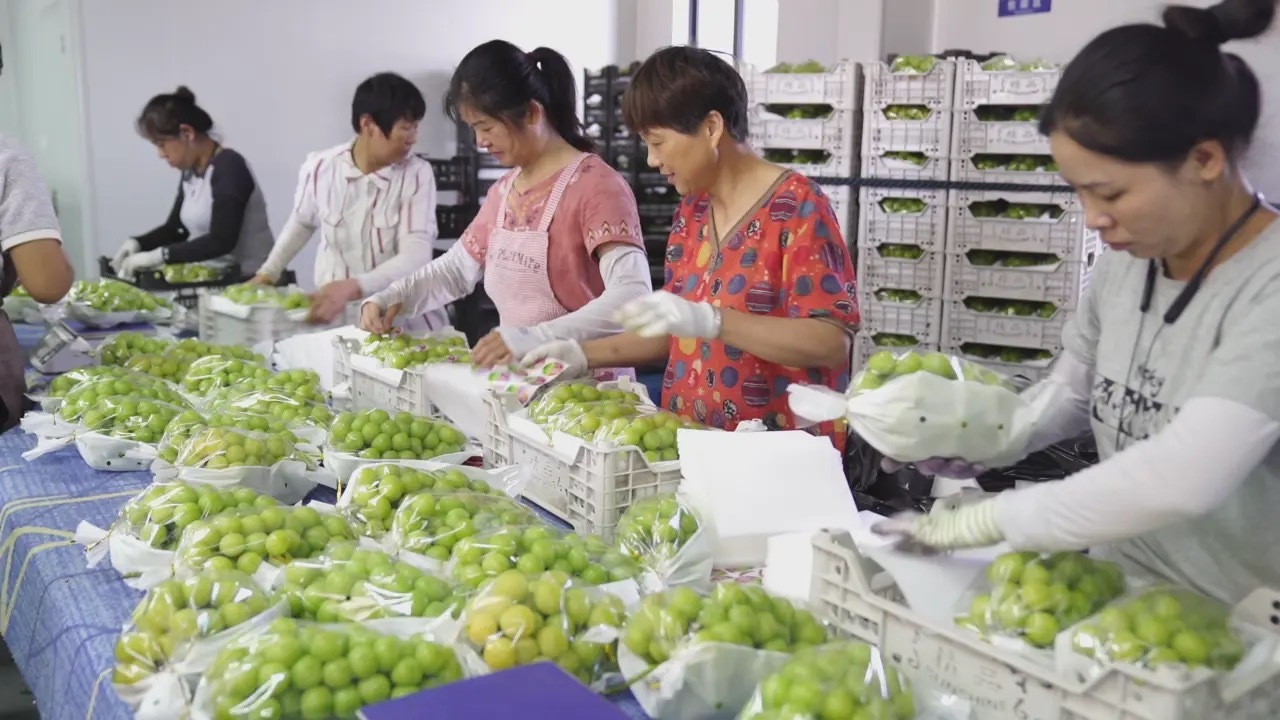 秀洲葡萄产业之变开元棋牌试玩嘉兴(图2)